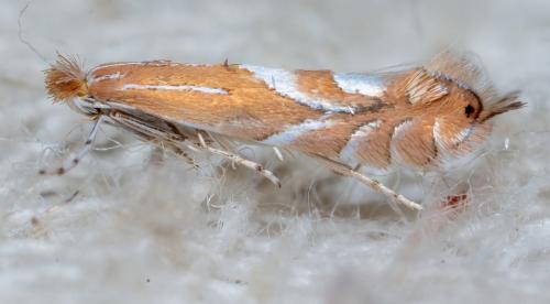 Réf. 282 833 : Phyllonorycter endryella